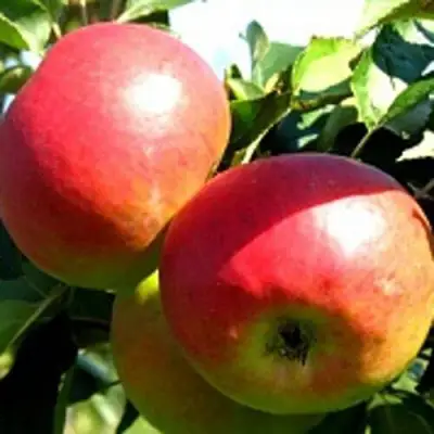 Яблоня СОКОЛОВСКОЕ стелющаяся в Горках