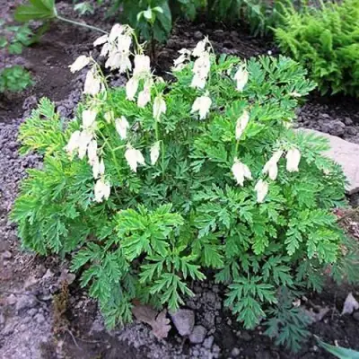 Дицентра красивая АВРОРА в Горках