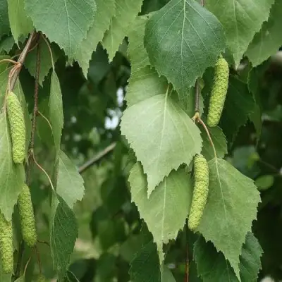 Береза бумажная в Горках