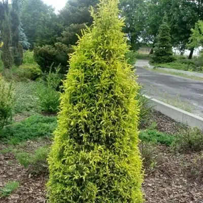 Можжевельник ГОЛД КОН обыкновенный в Горках