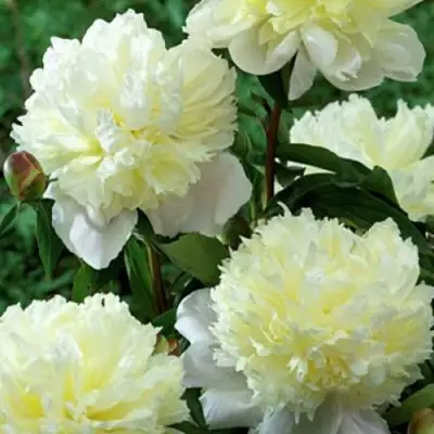 Пион ЛАУРА ДЕСЕРТ травянистый в Горках