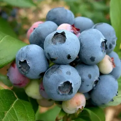 Голубика КОЛЛИНЗ в Горках