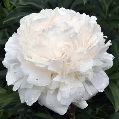 Пион БРАЗЕР ЧАК травянистый в Горках