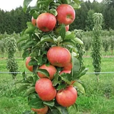 Яблоня ЯНТАРНОЕ ОЖЕРЕЛЬЕ колонновидная в Горках