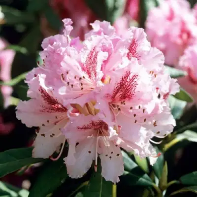 Рододендрон ЧИР в Горках