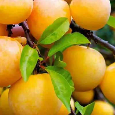 Слива МЕДОВАЯ ЖЁЛТАЯ в Горках