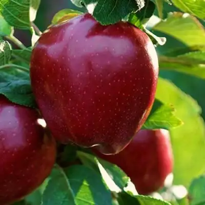 Яблоня РЕД ЧИФ в Горках