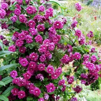 Клематис ПУРПУРЕА ПЛЕНА ЭЛЕГАНС в Горках