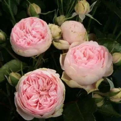 Роза ЧАРМИНГ ПИАНО спрей в Горках