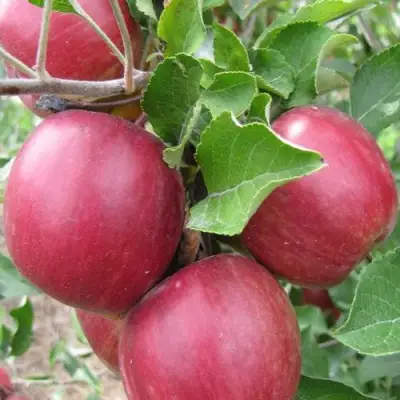 Яблоня МОСКОВСКОЕ ОЖЕРЕЛЬЕ колонновидная в Горках