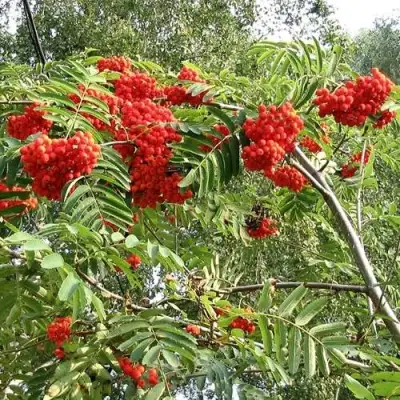 Рябина САХАРНАЯ ПЕТРОВА сладкоплодная в Горках