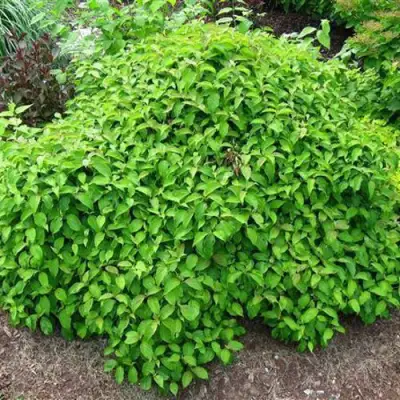 Дерен КЕЛСЕИ шелковистый  в Горках