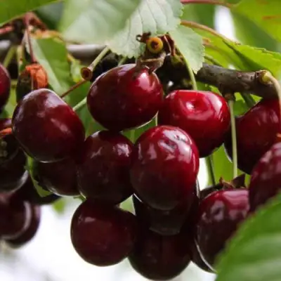 Вишня НОВОДВОРСКАЯ в Горках