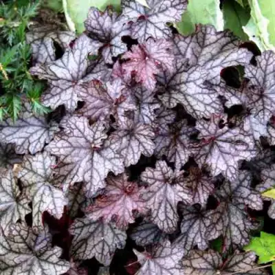 Гейхера ШУГА ФРОСТИНГ в Горках