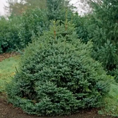 Ель НАНА сербская в Горках