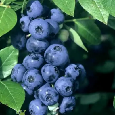 Голубика НОРТ КАНТРИ в Горках