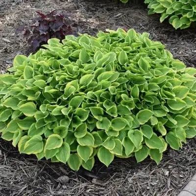 Хоста ГОЛДЕН ТИАРА в Горках