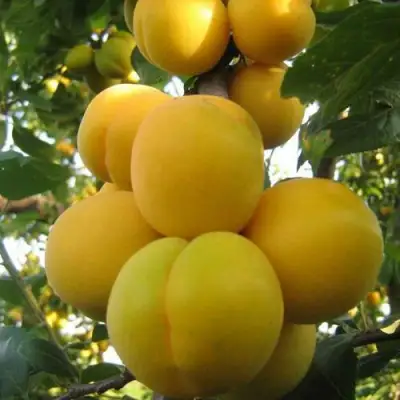 Слива ЛОДВА в Горках