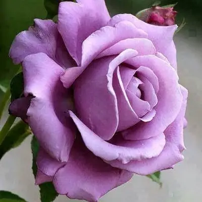 Роза МАЙЗЕР чайно-гибридная в Горках