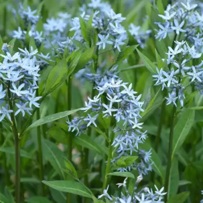 Амсония иволистная в Горках