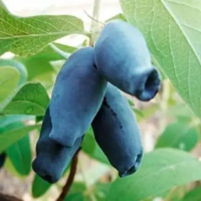 Жимолость съедобная АМФОРА в Горках