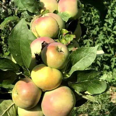 Яблоня ПРИОКСКОЕ колонновидная в Горках