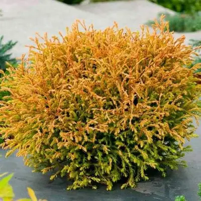 Туя ГОЛДЕН ТАФФЕТ западная в Горках