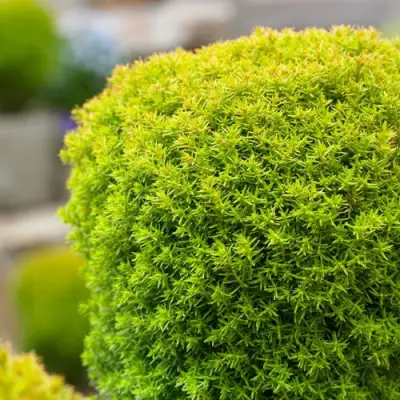 Туя АННИЕК западная в Горках