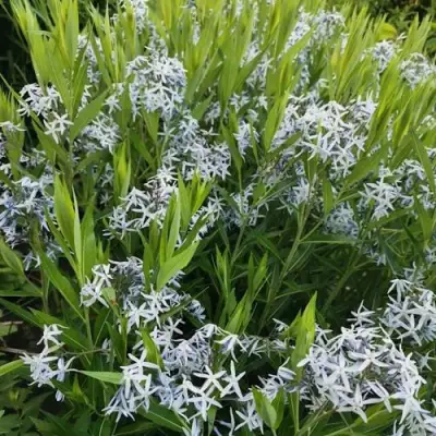 Амсония иволистная в Горках