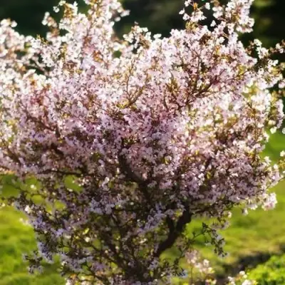 Сакура КОЙО НО МАЙ в Горках