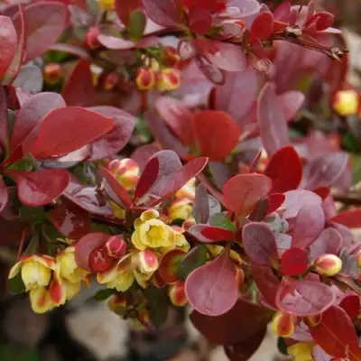 Барбарис КАРМЕН тунберга в Горках