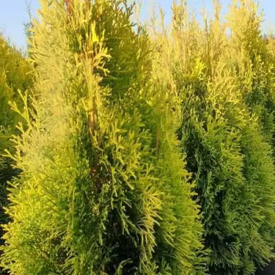 Туя ГОЛДЕН СМАРАГД западная в Горках