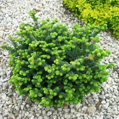 Пихта НАНА бальзамическая в Горках