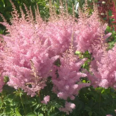 Астильба ЭДЕНС ОДИССЕЙ Арендса в Горках