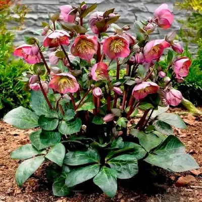 Морозник ВОСТОЧНЫЙ в Горках