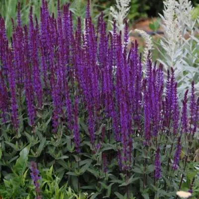 Шалфей КАРАДОНА в Горках