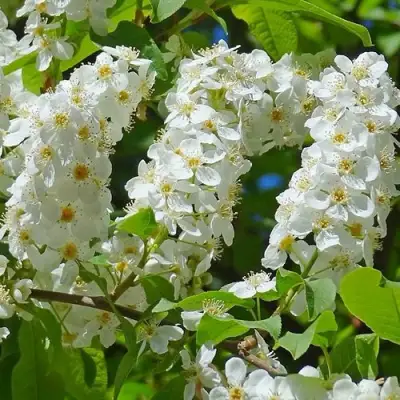 Черемуха ЧАЙКА в Горках