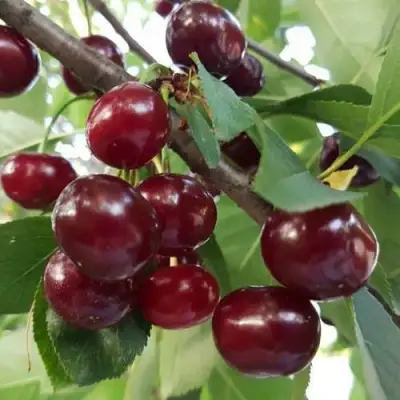 Дюк СЛАВЯНКА в Горках