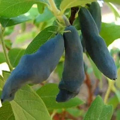 Жимолость съедобная НИМФА (ГАММА) в Горках