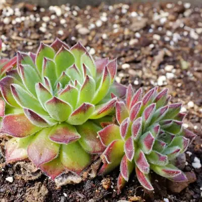 Молодило РУССКОЕ в Горках