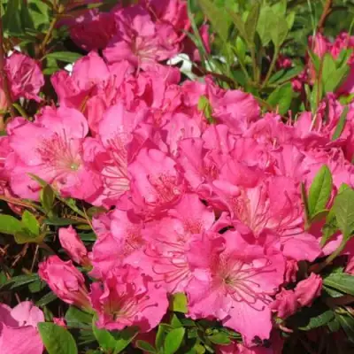 Азалия КИРСТИН японская в Горках