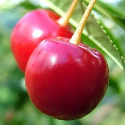 Вишня ЗАРАНКА в Горках