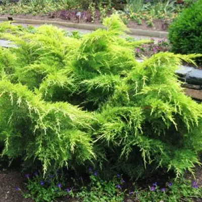 Можжевельник ГОЛД КОСТ средний в Горках