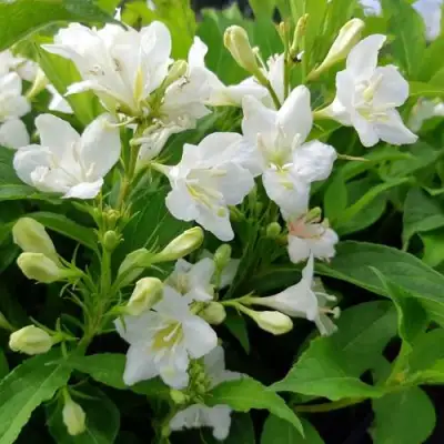 Вейгела БРИСТОЛЬСКАЯ СНЕЖИНКА в Горках