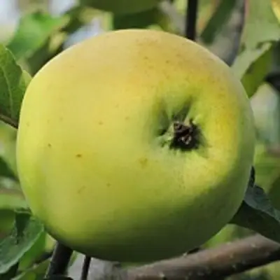 Яблоня РОССИЯНКА в Горках