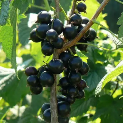 Смородина черная ВОЛОГДА в Горках