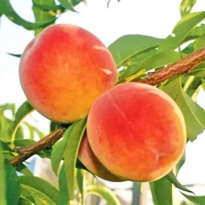 Персик ОНТАРИО в Горках
