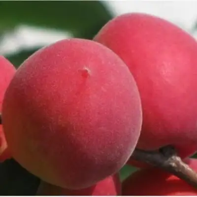 Абрикос РУБИН в Горках