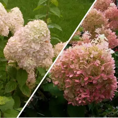 Комплект НЕЖНЫЕ ЧУВСТВА в Горках