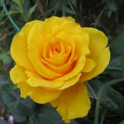 Роза КЕРИО чайно-гибридная в Горках